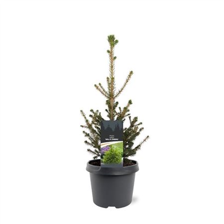 Picea Abies Will's Zwerg