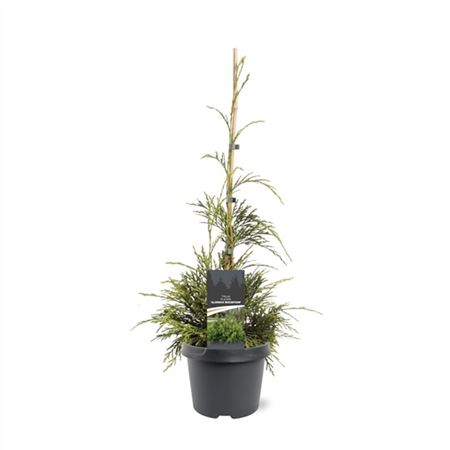 Thuja Plicata Aldrich Mountain