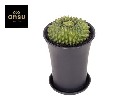 Gymno Cactus Spineless Island