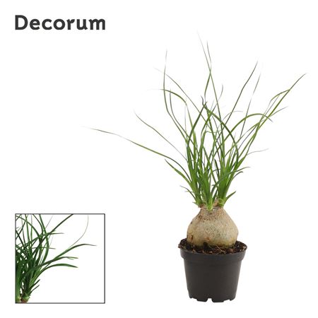 Beaucarnea Boll (dec)