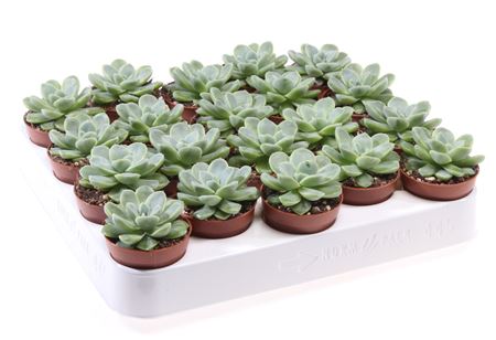 Echeveria Albicans