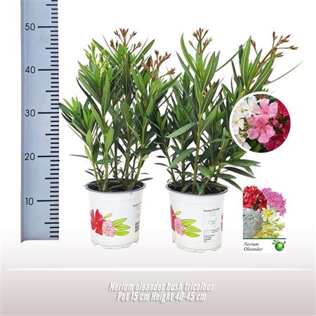 Nerium Oleander Tricolor Bush