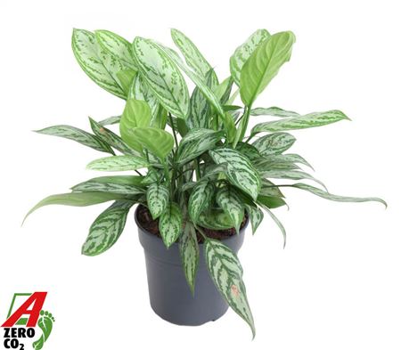 Aglaonema Silver Queen
