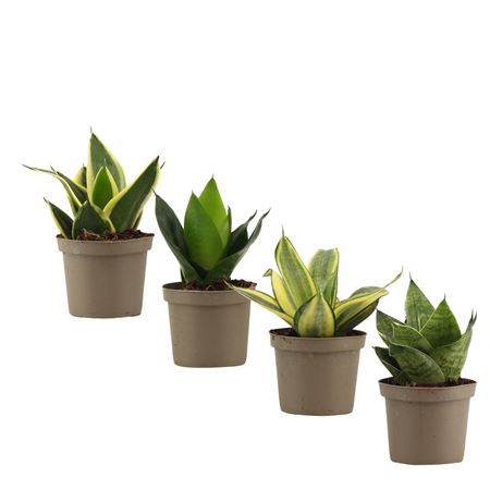 Sansevieria Hahnii Mix