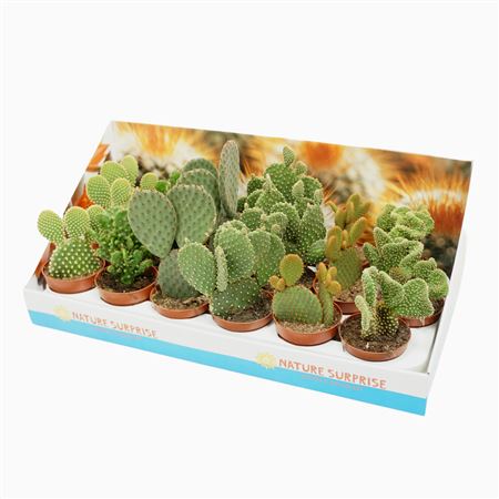 Opuntia Mix In Showbox
