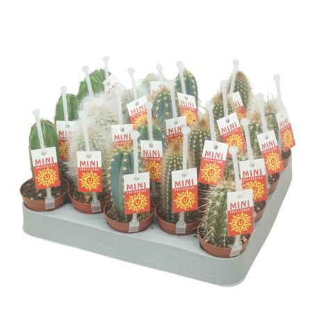 Cactus Mix Op Row Picker