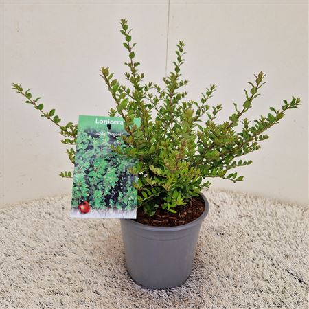 Lonicera Nit. Elegant