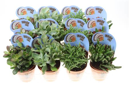 Crassula Mix Potcover Indian Line