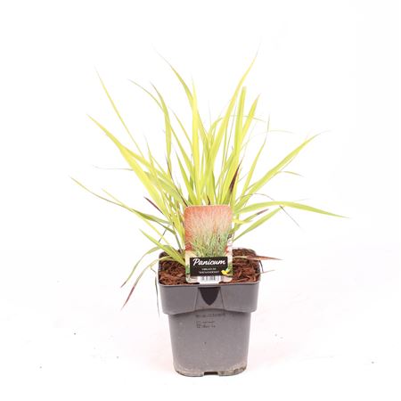 Panicum Virgatum Shenandoah