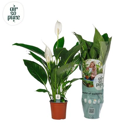 Spath Bingo Cupido 4+ (air So Pure)