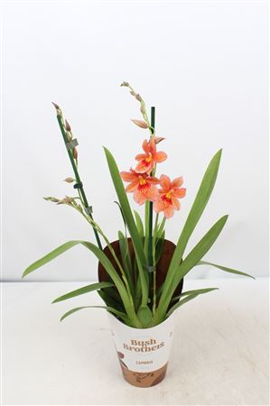 Cambria 2st Nelly Isler Orange