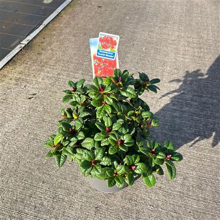Rhododendron Forrestii Scarlet Wonder