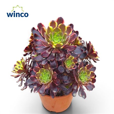Aeonium Superbang