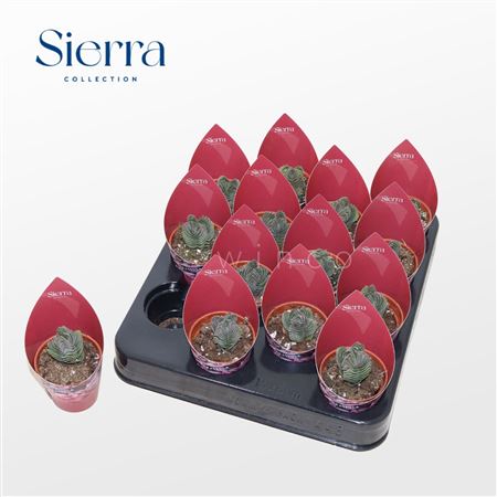 Crassula Buddha's Temple (sierra)