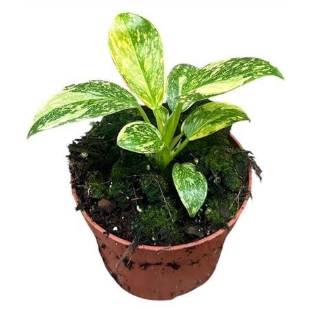 Philodendron Green Congo Hybrid
