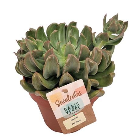 Echeveria Dark Topsy