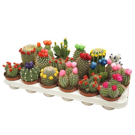 Cactus Mix Dryflower