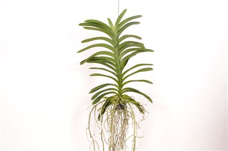 Vanda Decoration Plant