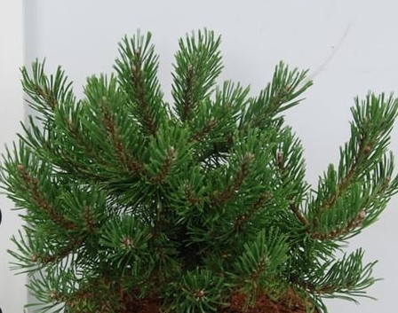 Сосна горная Клостергрюн