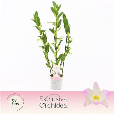 Den Nob 3st Kumiko Exclusiva Orchidea