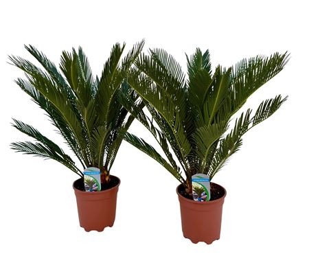 Cycas Revoluta 12+