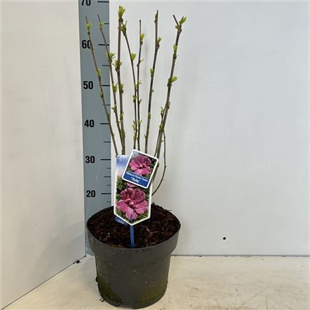 Hibiscus Syr Flower Tower Ruby