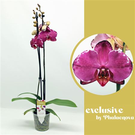 Phal 2st Maiwina 18+ (phalaenova)