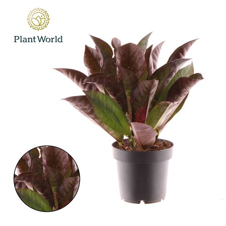Codiaeum Mrs. Iceton Head 3-5