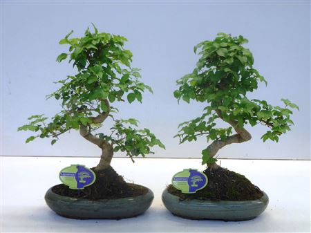 Bonsai Ligustrum Sinensis, Without