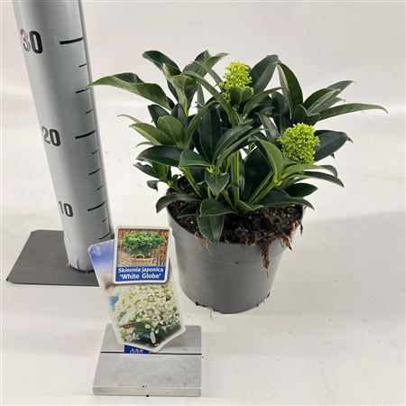 Skimmia Jap White Globe