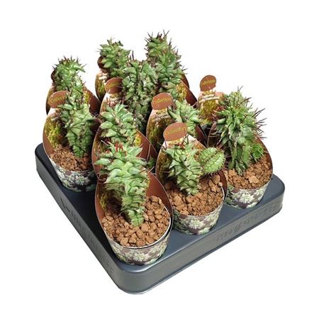 Euphorbia Horrida Mostruosa Potcover