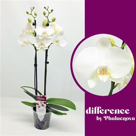 Phal 2st Izzy 14+ (phalaenova)