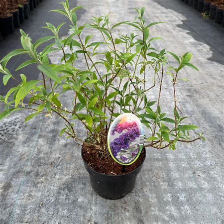 Buddleja Dav Nanho Blue