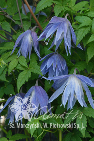 Клематис альпийский Майдуэлл Холл