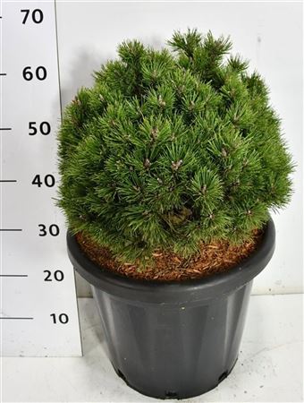 Pinus Mugo Heideperle.