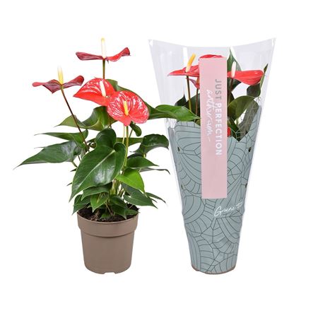 Anth An Everio Just Perfection (xl-flowers)