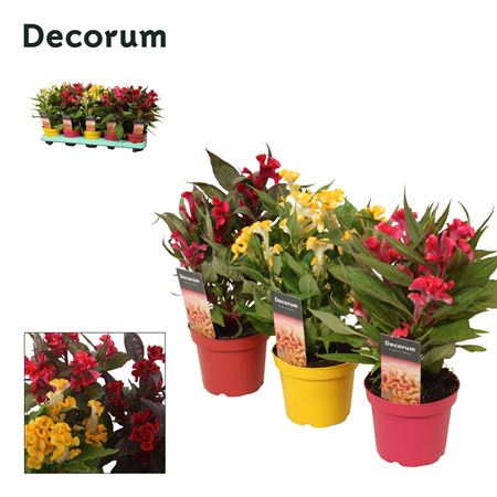 Celosia Hot Topic Mix Label (decorum)
