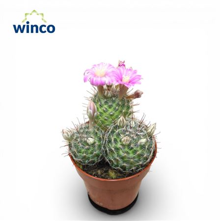 Mammillaria Longiflora Flowering