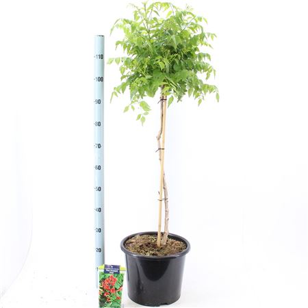 Campsis Tagliabuana Fire Trumpet Vine On Stem
