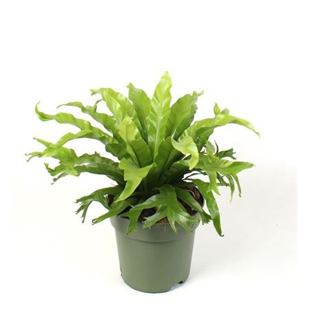 Asplenium Nidus Crissie