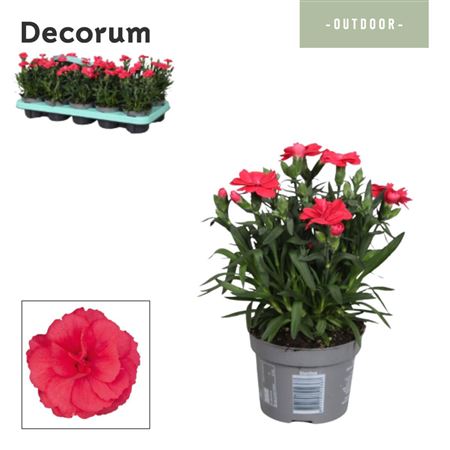 Dianthus Oscar Red (decorum)