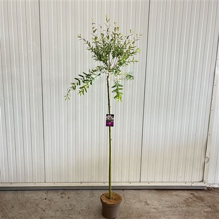 Salix Int Hakuro Nishiki On Stem