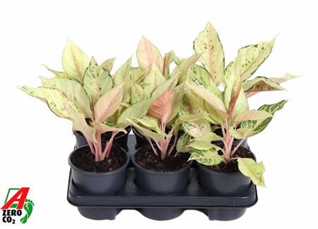 Aglaonema Lucky