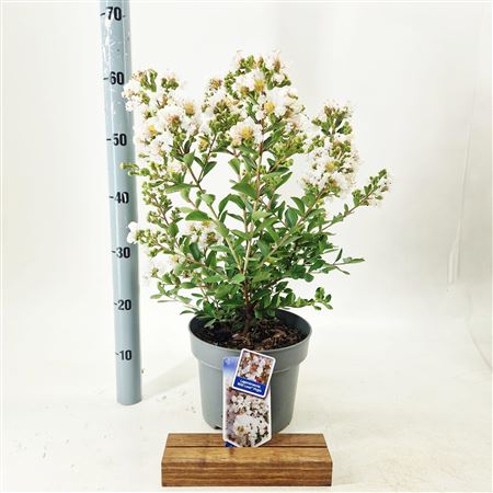 Lagerstroemia Indica With Love Virgin