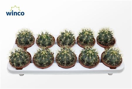 Ferocactus Glaucescens.