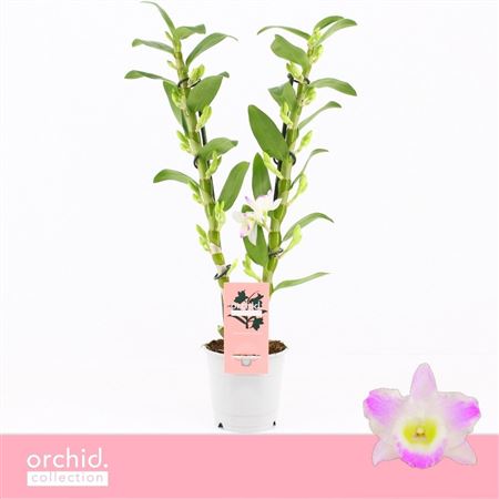 Dendr Nob 2st Pandora Orchid Collection