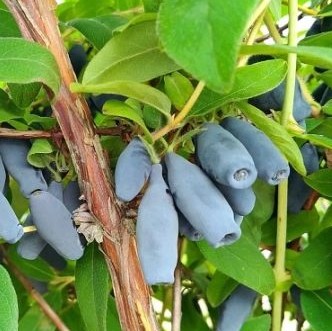 Жимолость камчатская Бакчарская