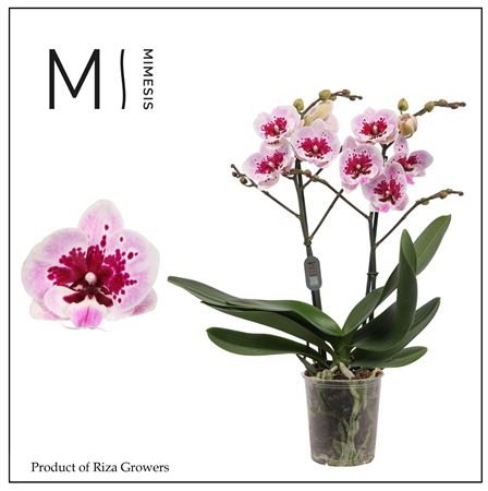 Phal 2st Hot Lip 22+ (mimesis)