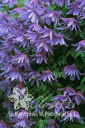 Клематис альпийский Cесиль