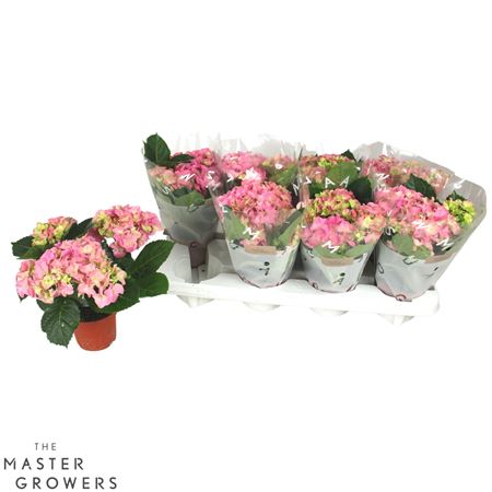 Hydrangea Ma Pink 3+